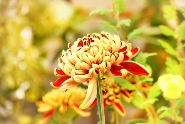 重陽の節句といえば菊の花!