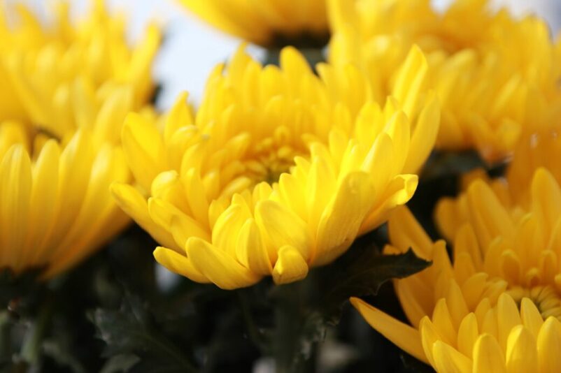 菊と後の雛（のちのひな）