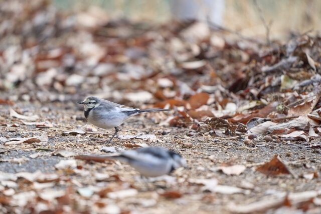 神話に現れる鳥たち