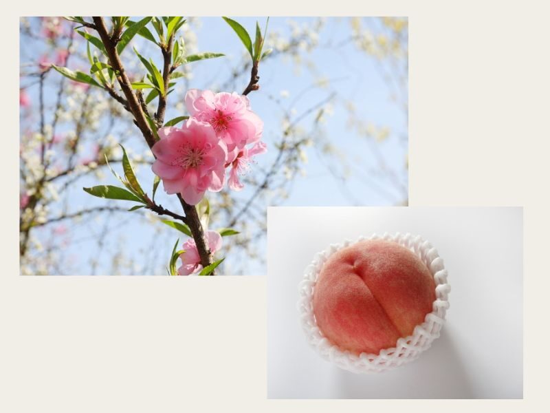 神様になった果物