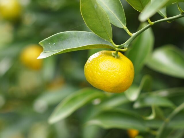 不老不死の果実